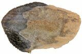 Rooted Triceratops Tooth - South Dakota #73867-3